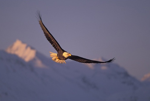 eaglecrest image